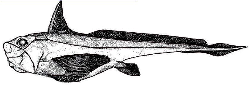 Hydrolagus lusitanicus_01